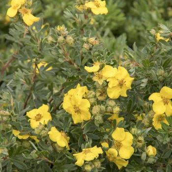 CheeseHead Potentilla CheeseHead Potentilla