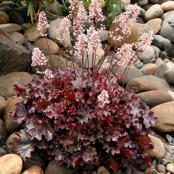 Coral Bells