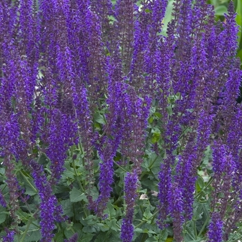 Meadow Sage