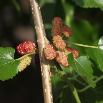 'Chaparral' Weeping Mulberry 'Chaparral' Weeping Mulberry
