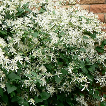 Clematis