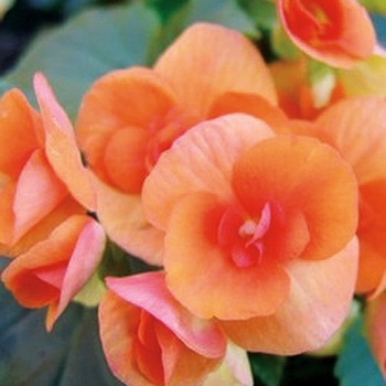 'Batik' Rieger Begonia