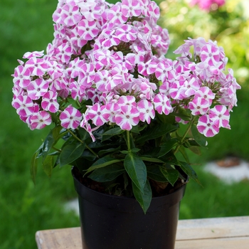 Garden Phlox Garden Phlox