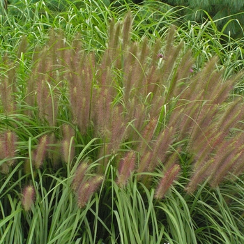 Fountain Grass Fountain Grass