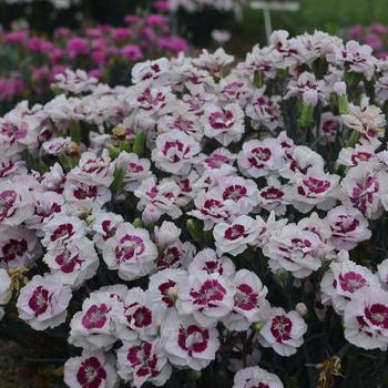 Border Carnation Border Carnation