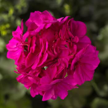 Geranium, Hybrid
