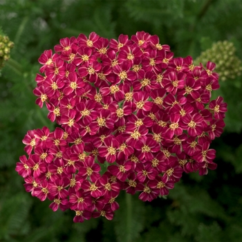 Achillea (Yarrow) 