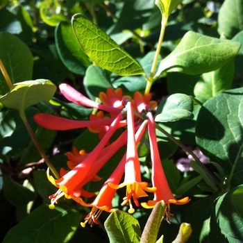 Honeysuckle Vine