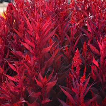 Celosia Celosia
