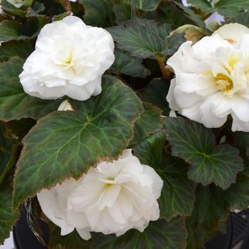 Begonia, Nonstop®