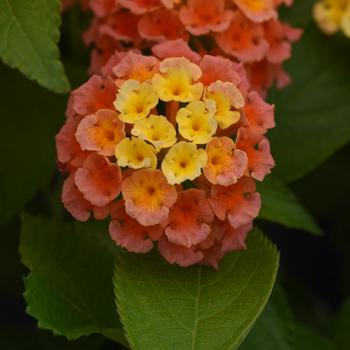 Lantana Lantana