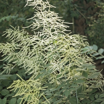 Goat's Beard Goat's Beard