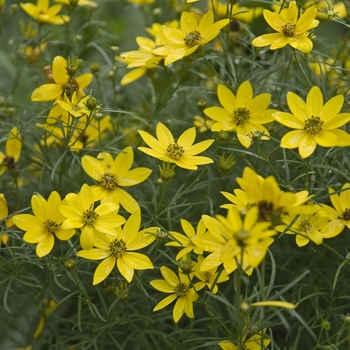 Tickseed