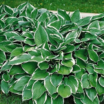 Plantain Lily
