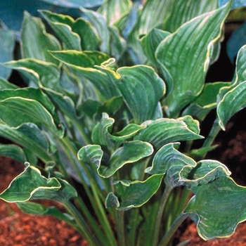Plantain Lily