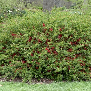 'Texas Scarlet' Flowering Quince 'Texas Scarlet' Flowering Quince