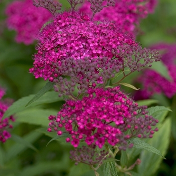 ''Neon Flash'' Spirea