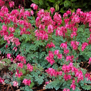 Bleeding Heart Bleeding Heart