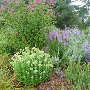 Russian Sage Russian Sage