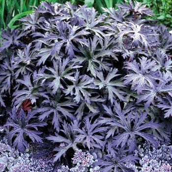 Geranium