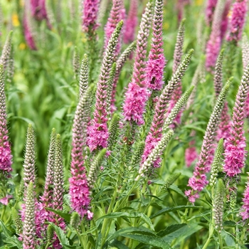 Speedwell