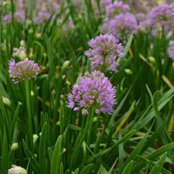 Ornamental Onion