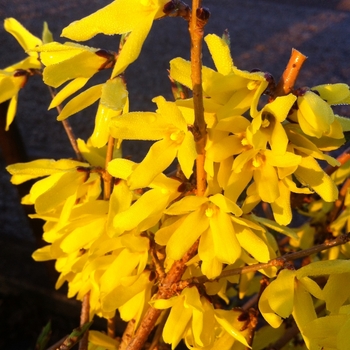 'Northern Gold'