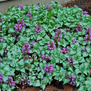 Dead Nettle