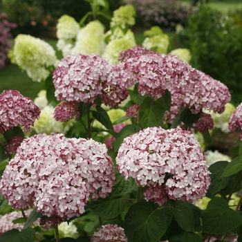 Incrediball® 'Blush'