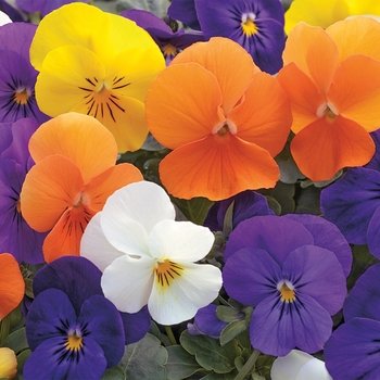 Viola Viola