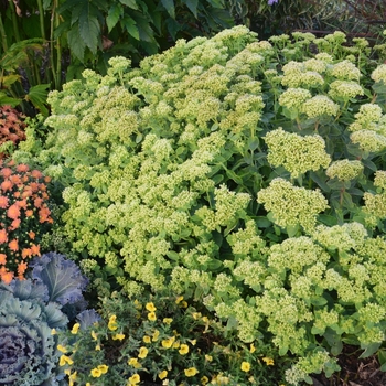 Rock N Grow&reg; 'Lemonjade'