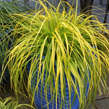 Sedge
