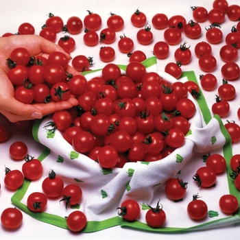 Tomato