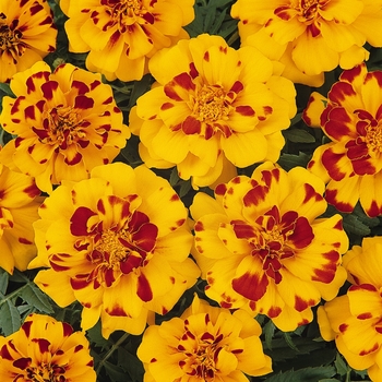 Durango® Dwarf Anemone French Marigold Durango® Dwarf Anemone French Marigold
