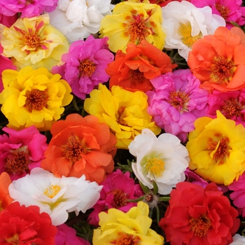 Portulaca
