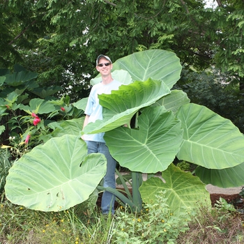 Thailand Giant 
