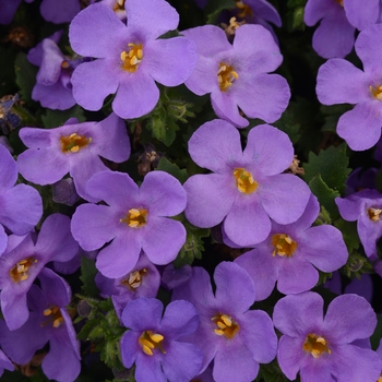MegaCopa&trade; Blue