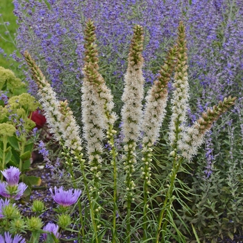 Blazing Star