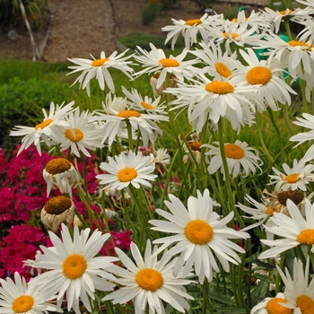 Shasta Daisy Shasta Daisy