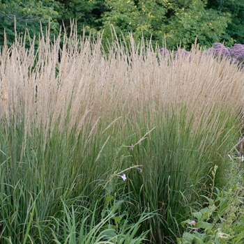 Feather Reed Grass Feather Reed Grass