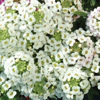 Easter Bonnet White Easter Bonnet White
