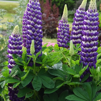 Lupine