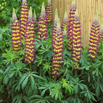 Lupine Lupine