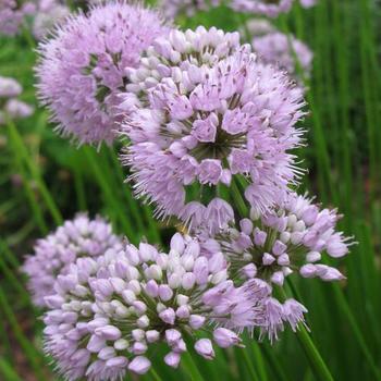 Ornamental Onion Ornamental Onion