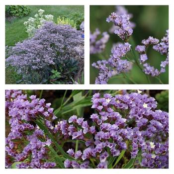Sea Lavender Sea Lavender