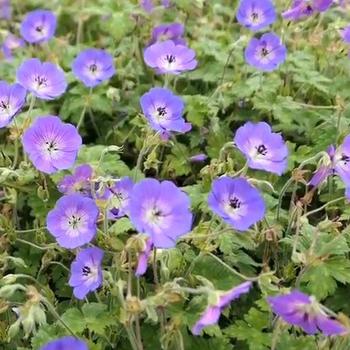 Cranesbill
