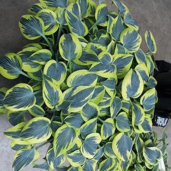 Plantain Lily