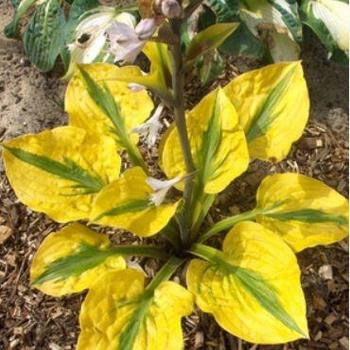 Plantain Lily