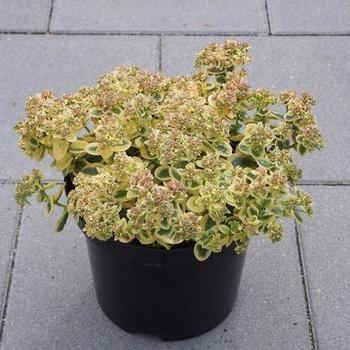 Stonecrop Stonecrop