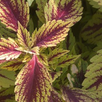 Coleus